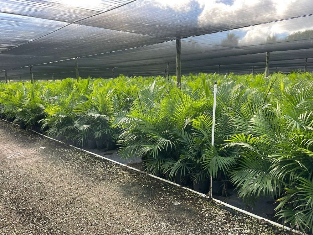 ravenea-rivularis-majesty-palm