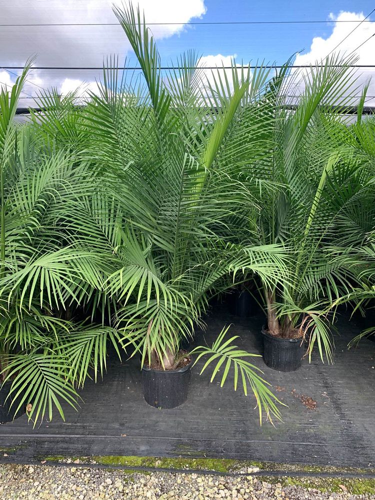 ravenea-rivularis-majesty-palm