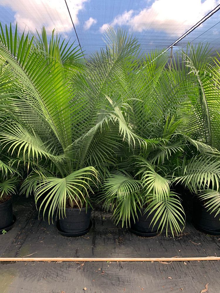 ravenea-rivularis-majesty-palm
