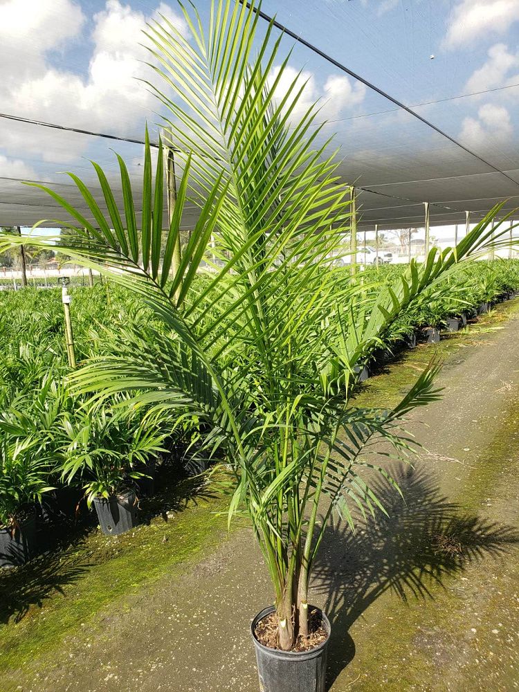 ravenea-rivularis-majesty-palm
