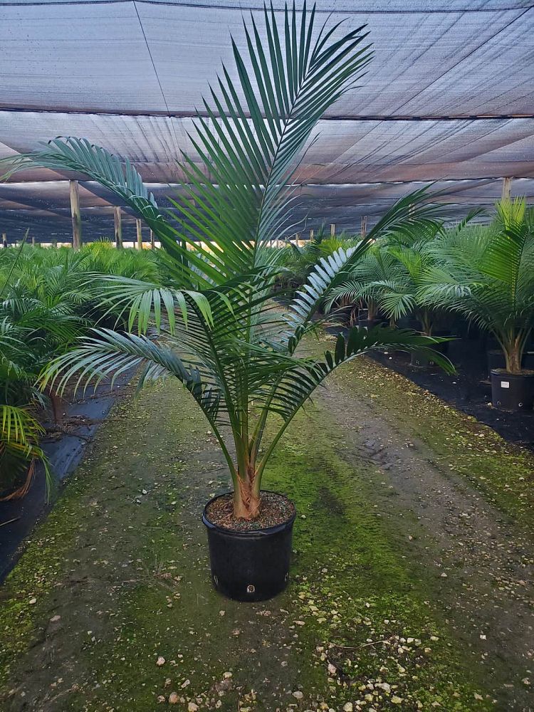 ravenea-rivularis-majesty-palm