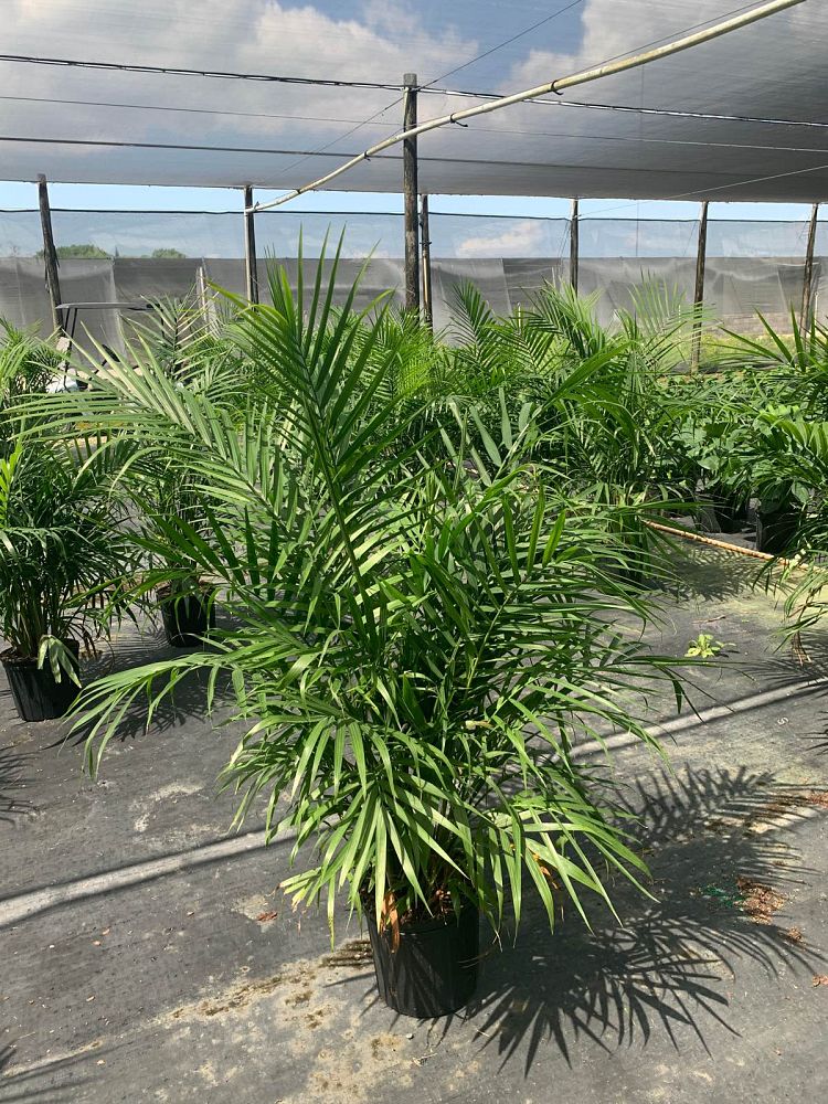 ravenea-rivularis-majesty-palm