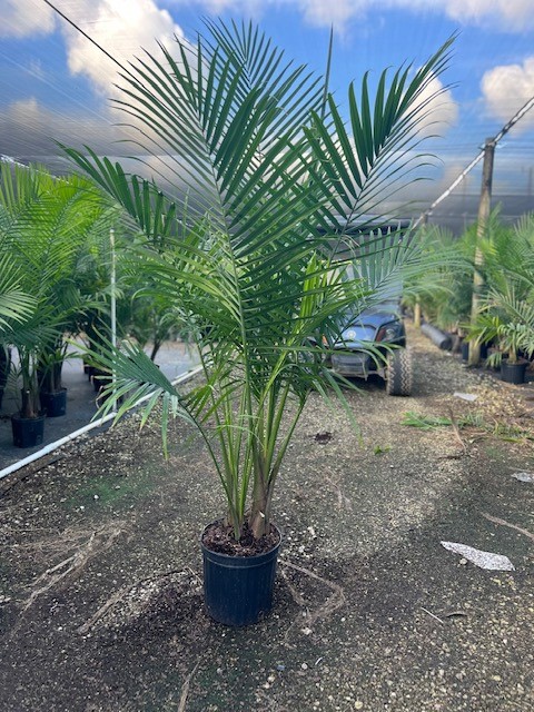 ravenea-rivularis-majesty-palm