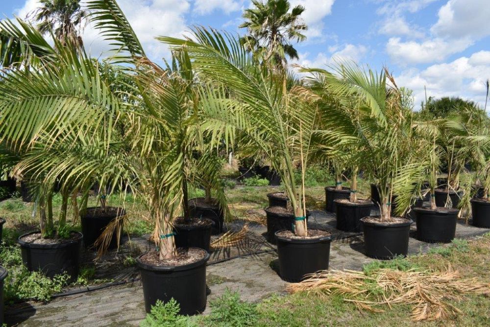 ravenea-rivularis-majesty-palm