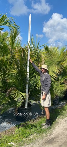 ravenea-rivularis-majesty-palm
