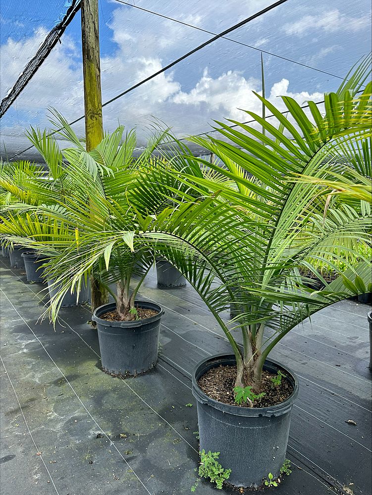 ravenea-rivularis-majesty-palm