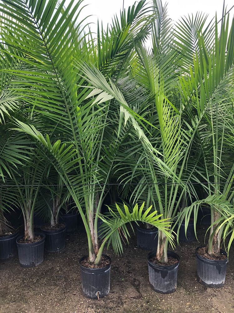 ravenea-rivularis-majesty-palm
