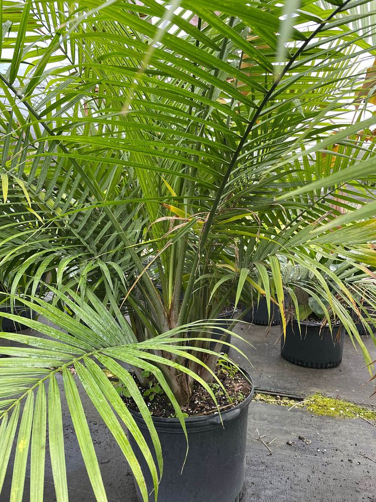 ravenea-rivularis-majesty-palm