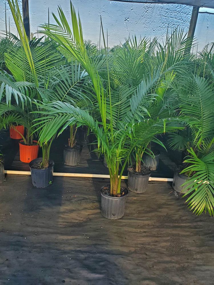 ravenea-rivularis-majesty-palm