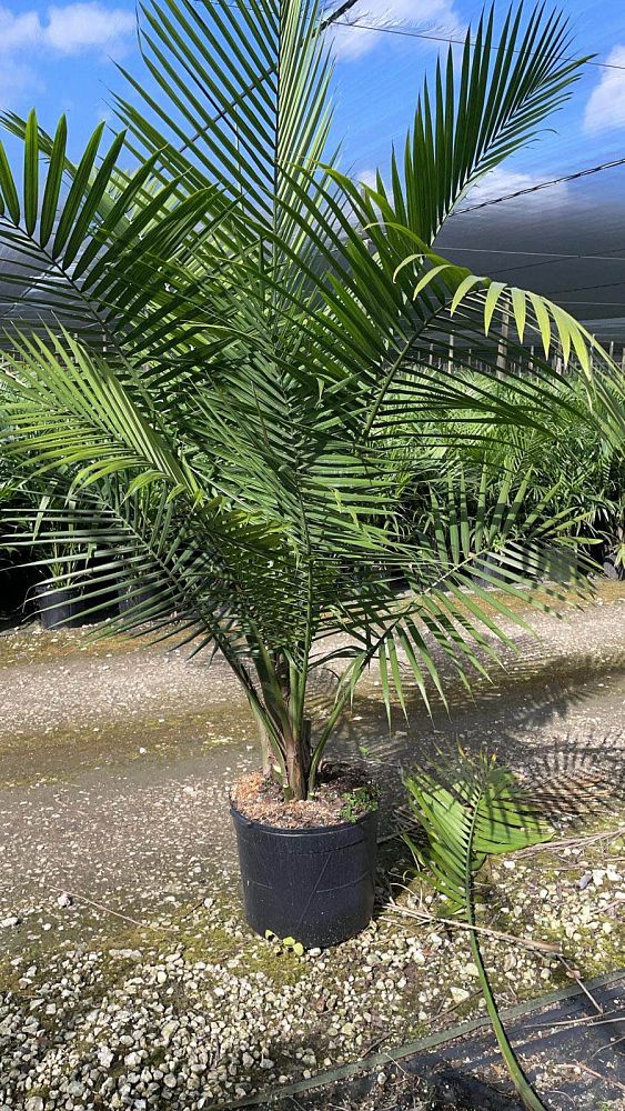 ravenea-rivularis-majesty-palm
