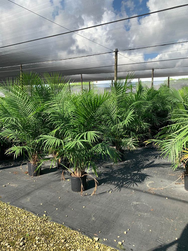 ravenea-rivularis-majesty-palm
