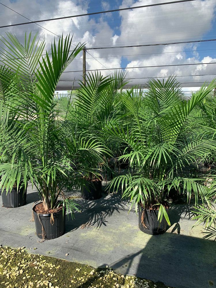 ravenea-rivularis-majesty-palm