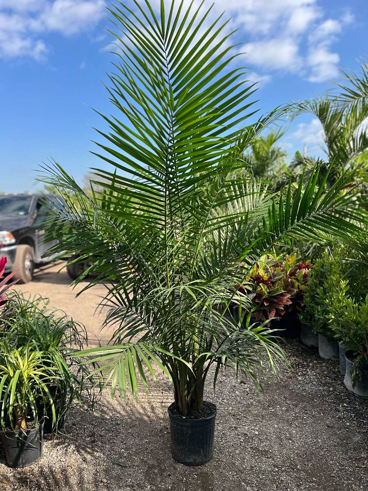 ravenea-rivularis-majesty-palm