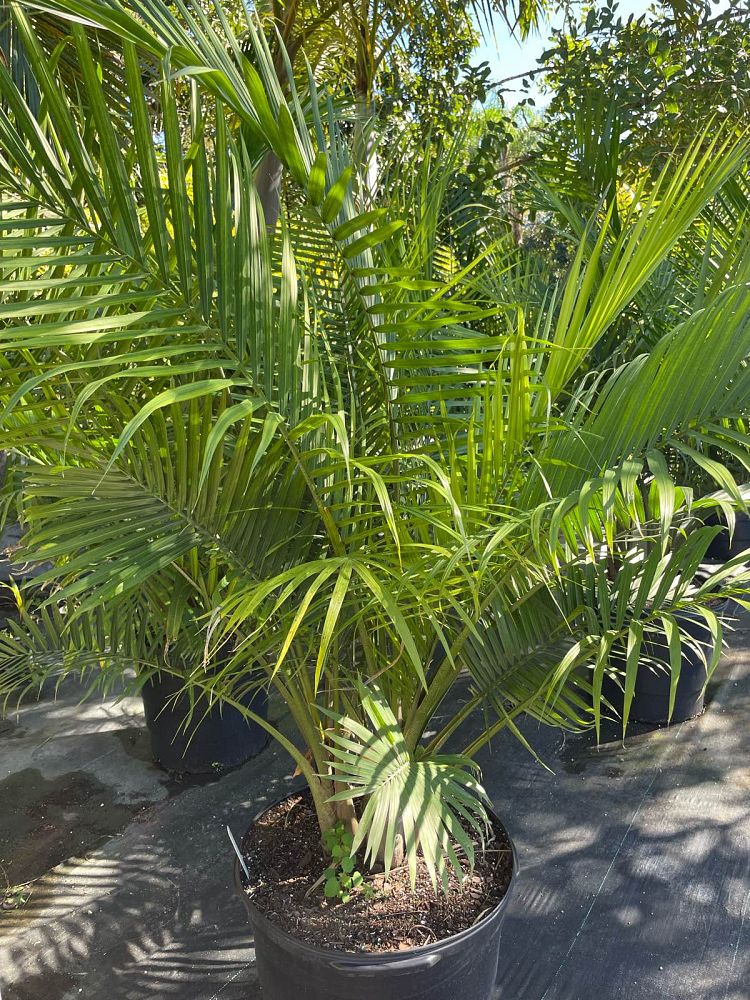 ravenea-rivularis-majesty-palm