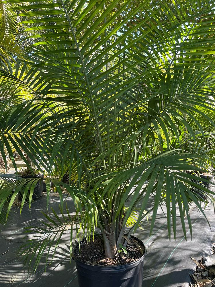 ravenea-rivularis-majesty-palm