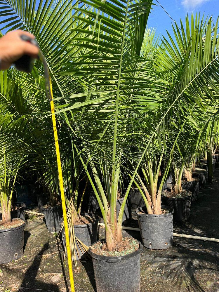 ravenea-rivularis-majesty-palm