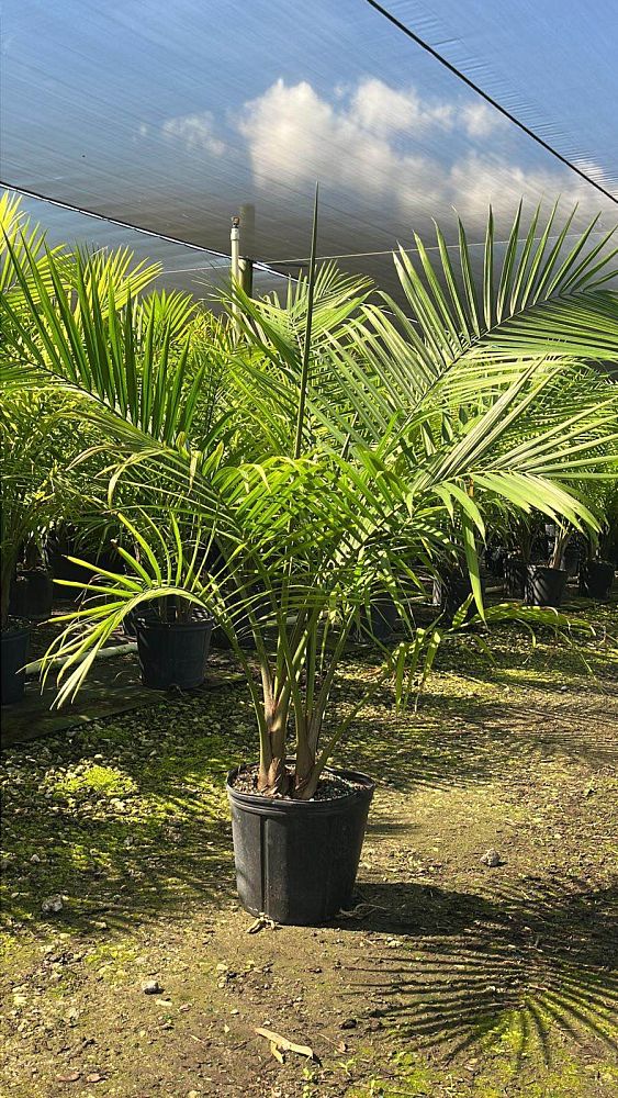 ravenea-rivularis-majesty-palm