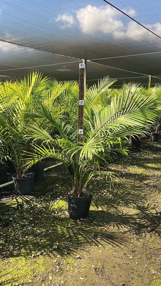 ravenea-rivularis-majesty-palm