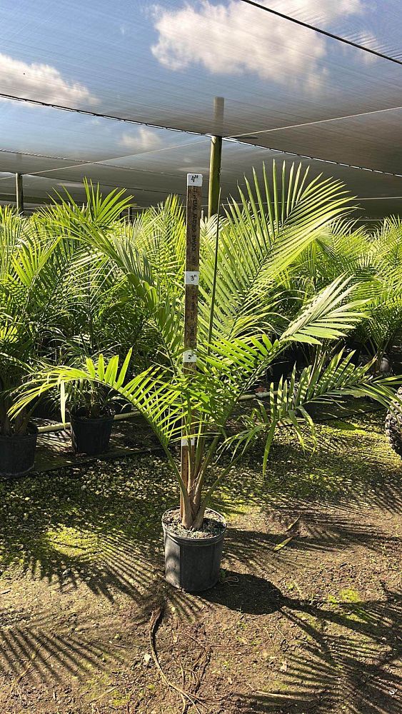 ravenea-rivularis-majesty-palm