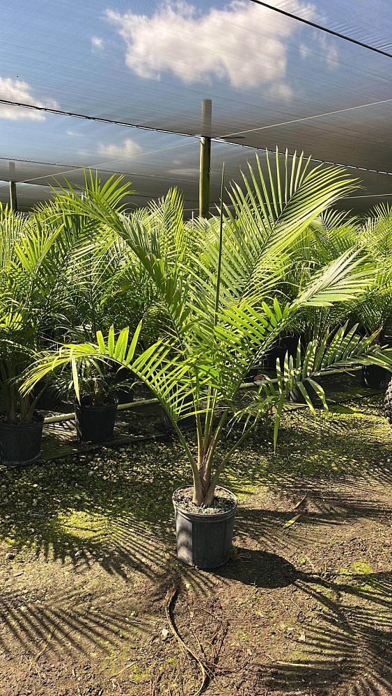 ravenea-rivularis-majesty-palm