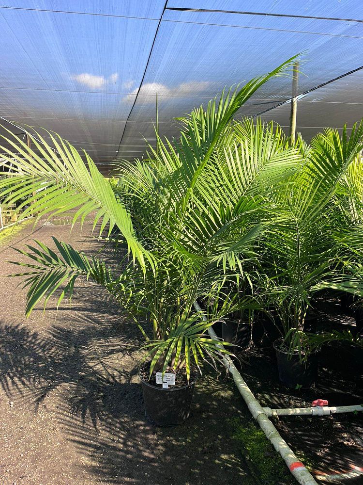 ravenea-rivularis-majesty-palm