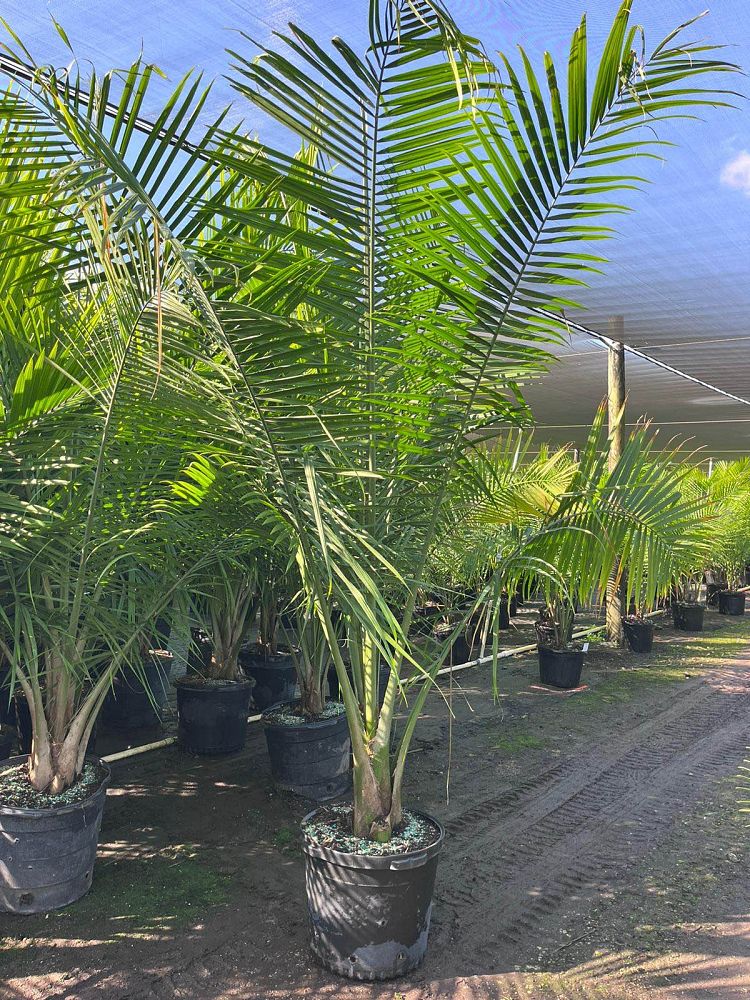 ravenea-rivularis-majesty-palm