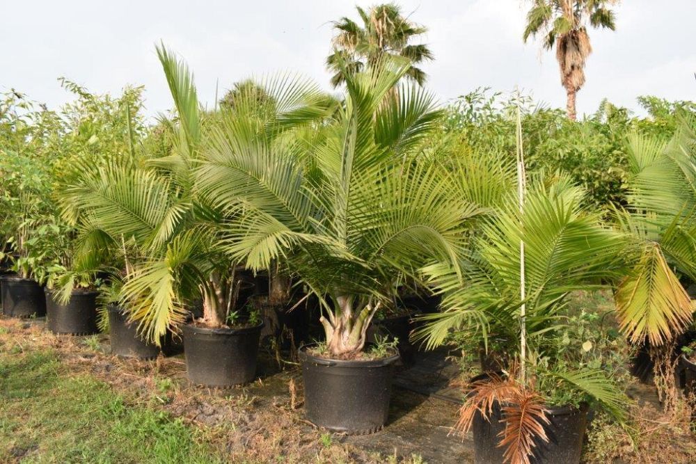 ravenea-rivularis-majesty-palm