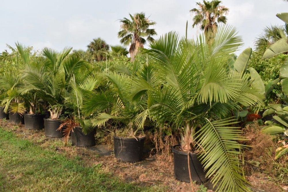 ravenea-rivularis-majesty-palm