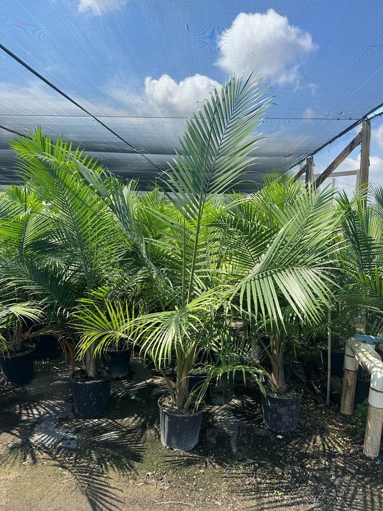 ravenea-rivularis-majesty-palm