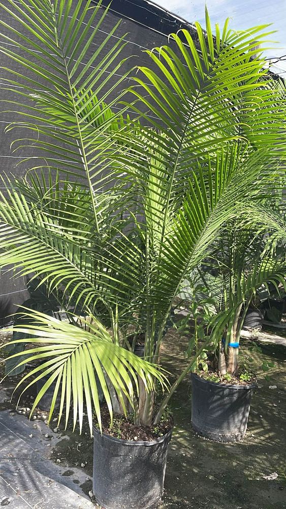 ravenea-rivularis-majesty-palm