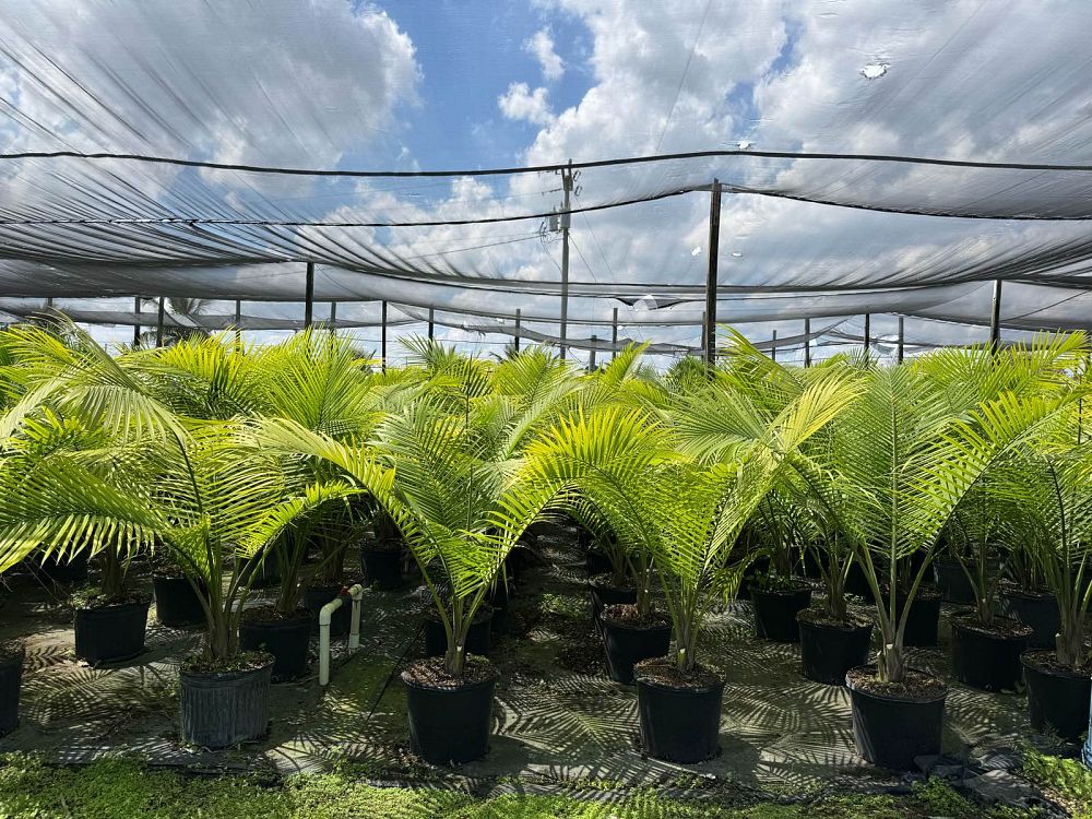 ravenea-rivularis-majesty-palm