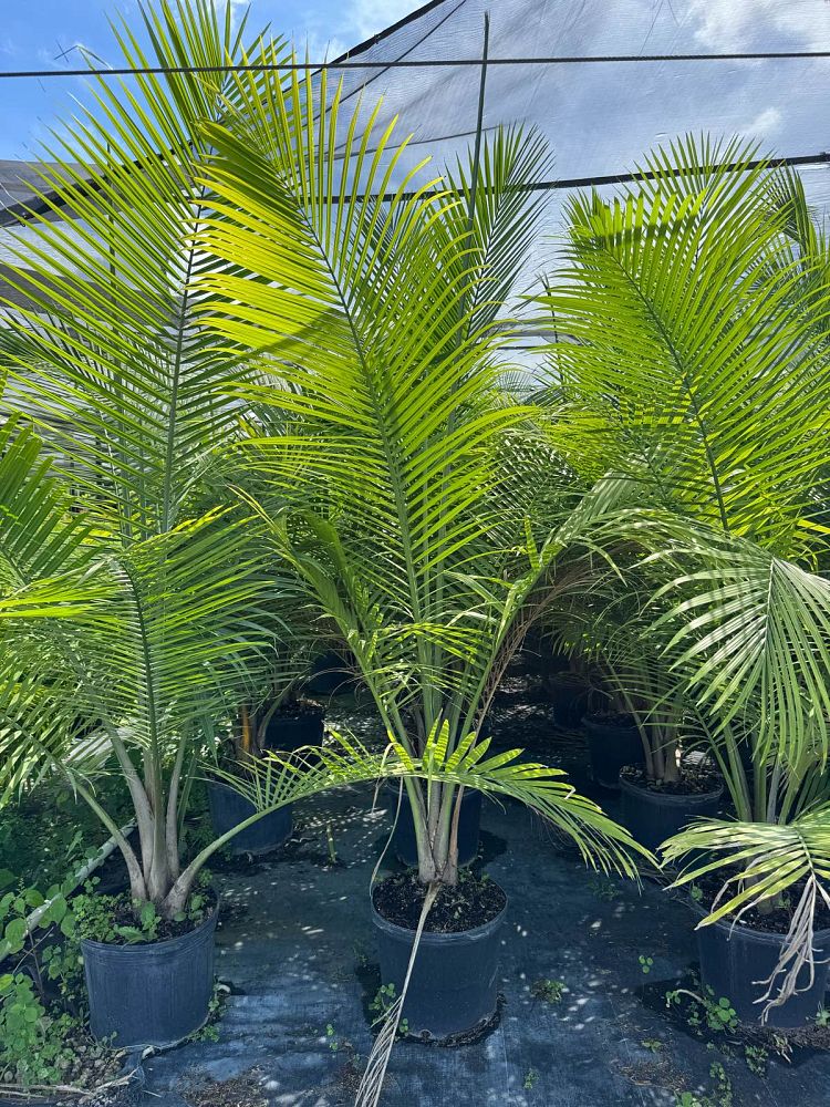 ravenea-rivularis-majesty-palm