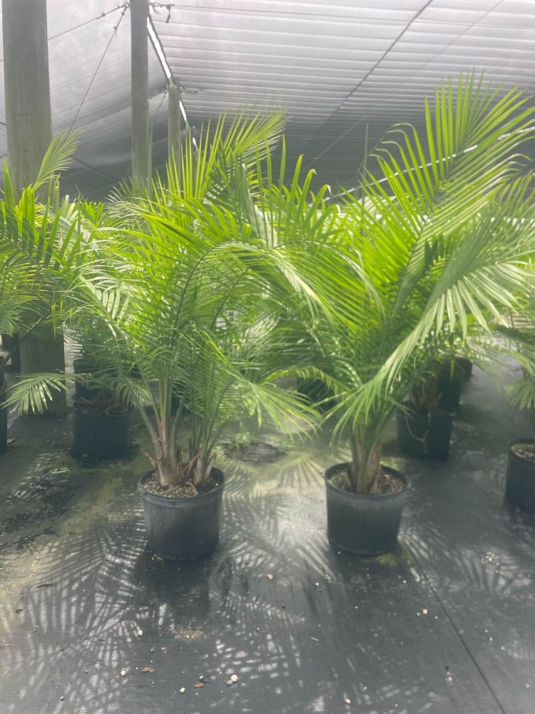 ravenea-rivularis-majesty-palm