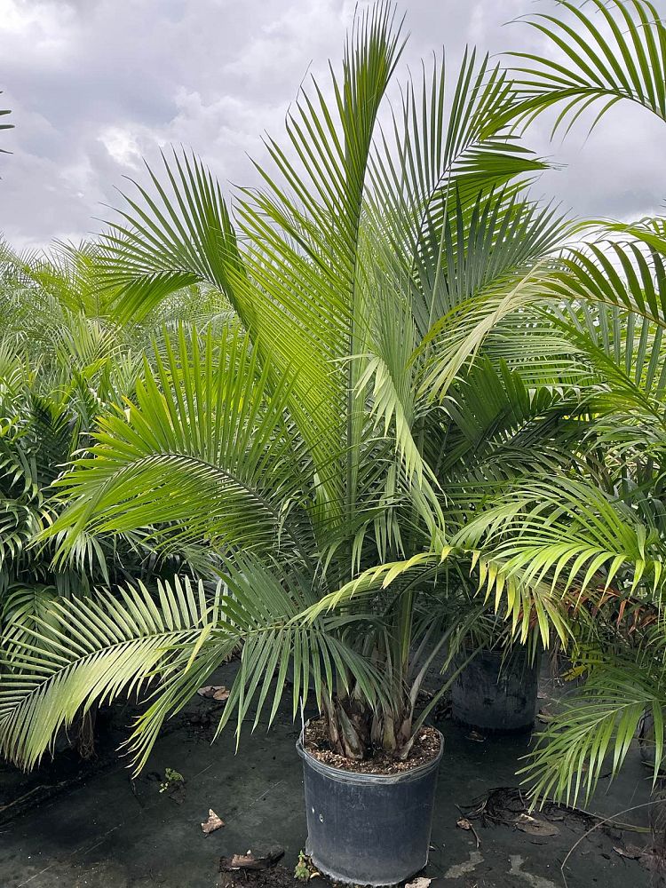 ravenea-rivularis-majesty-palm