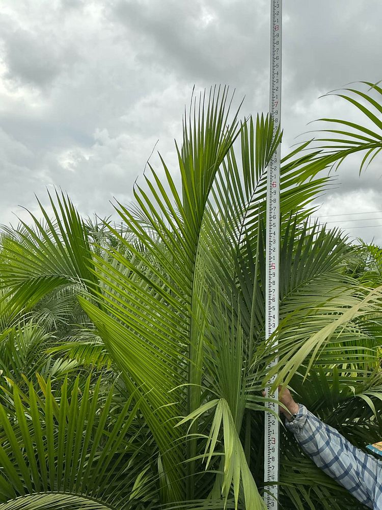 ravenea-rivularis-majesty-palm