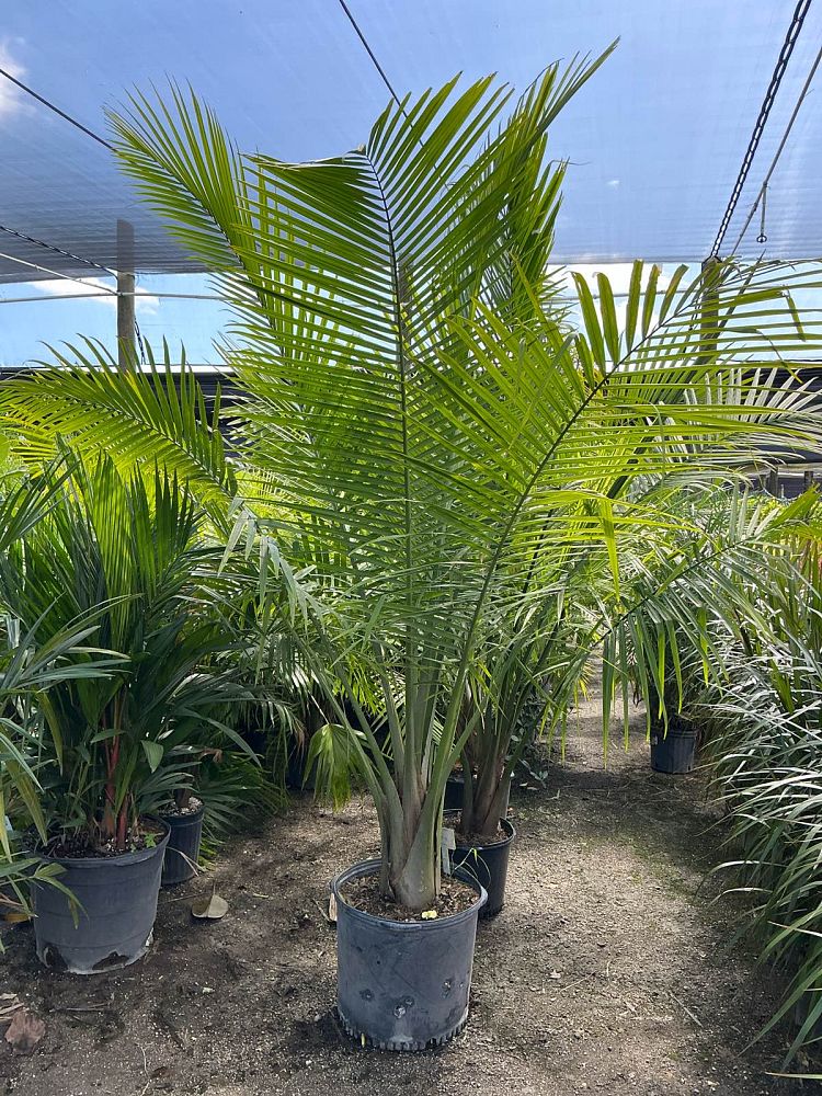 ravenea-rivularis-majesty-palm