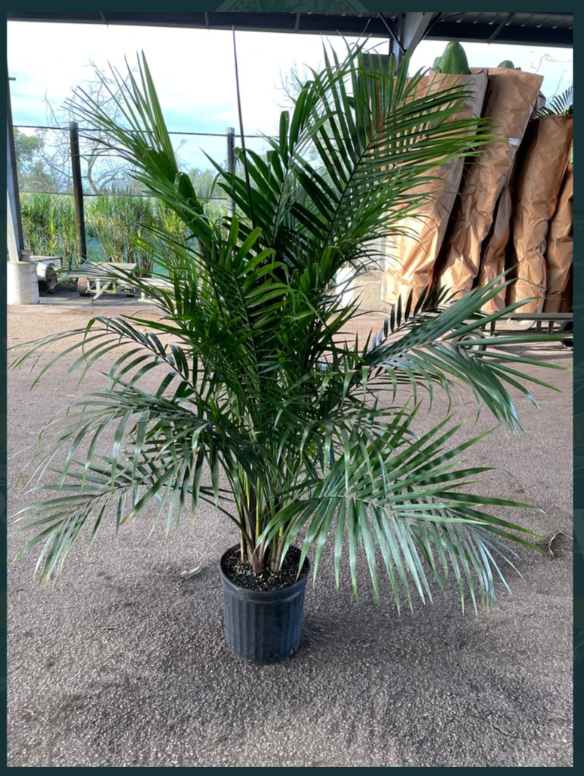 ravenea-rivularis-majesty-palm