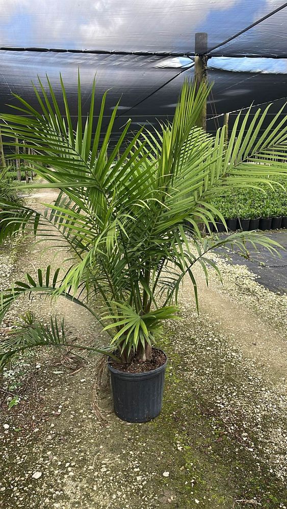 ravenea-rivularis-majesty-palm