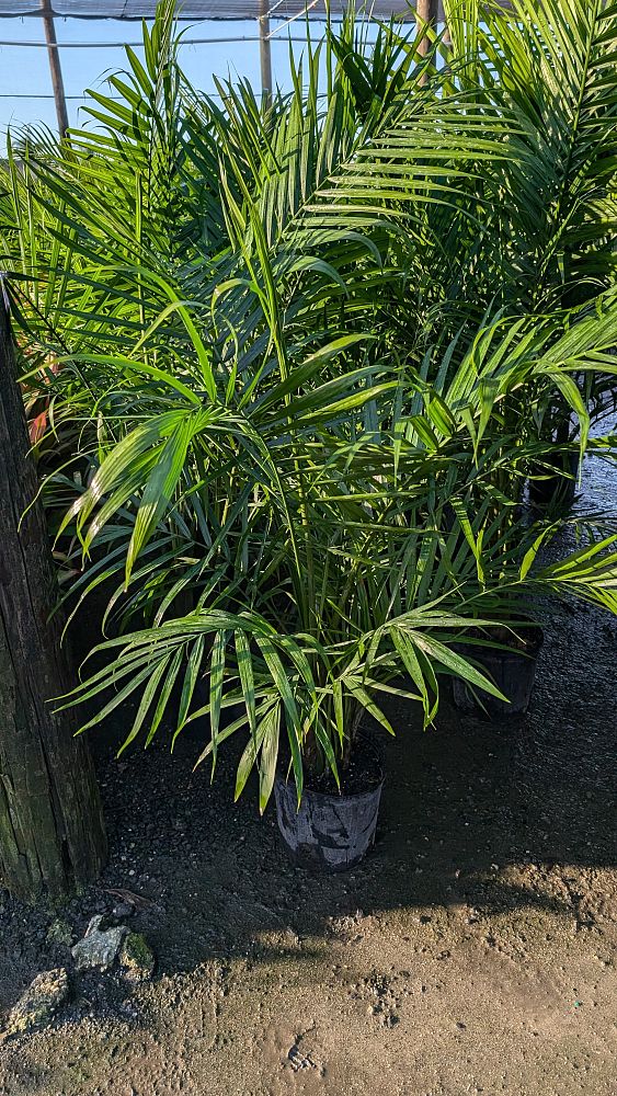 ravenea-rivularis-majesty-palm