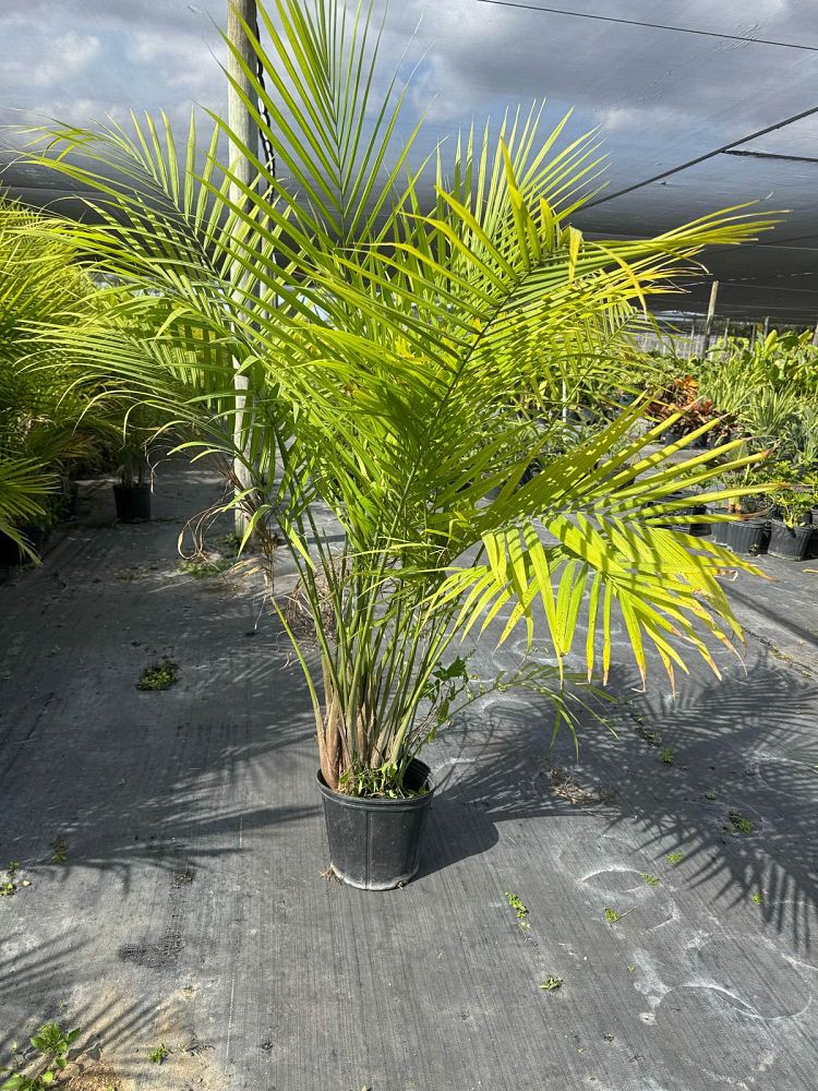 ravenea-rivularis-majesty-palm