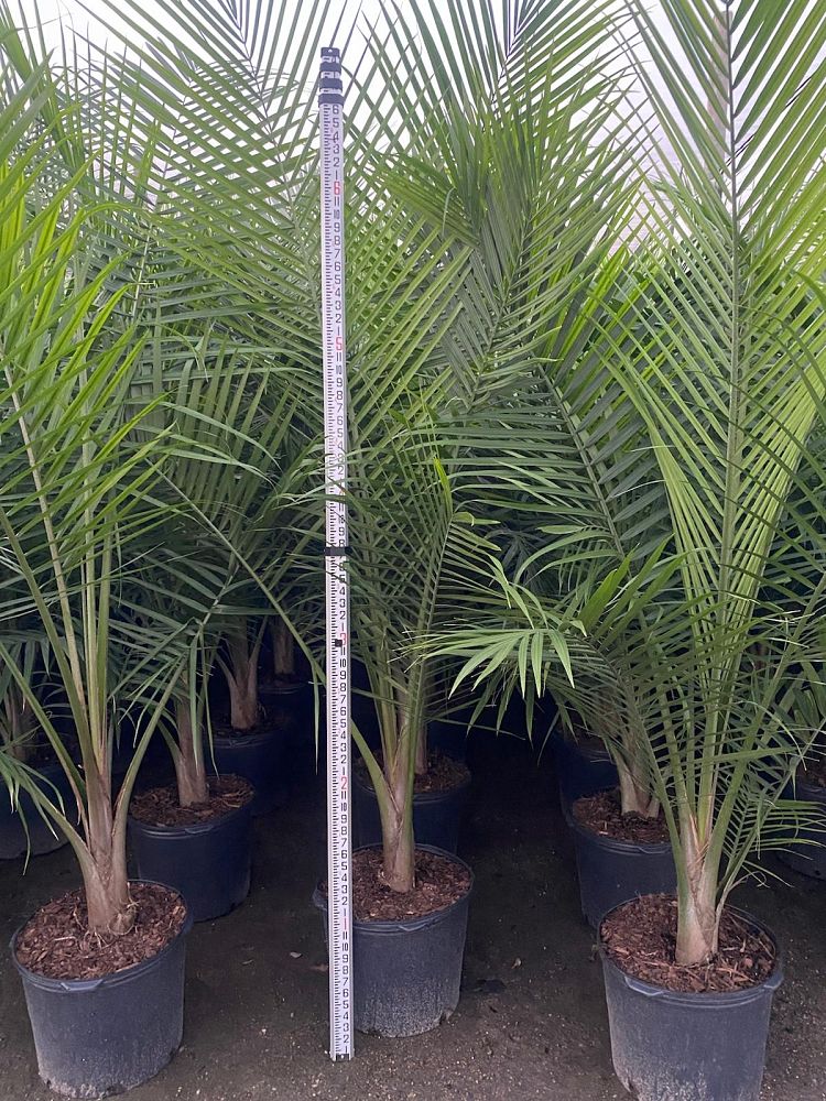 ravenea-rivularis-majesty-palm
