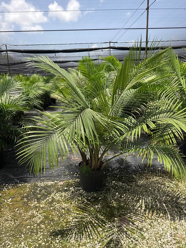 ravenea-rivularis-majesty-palm
