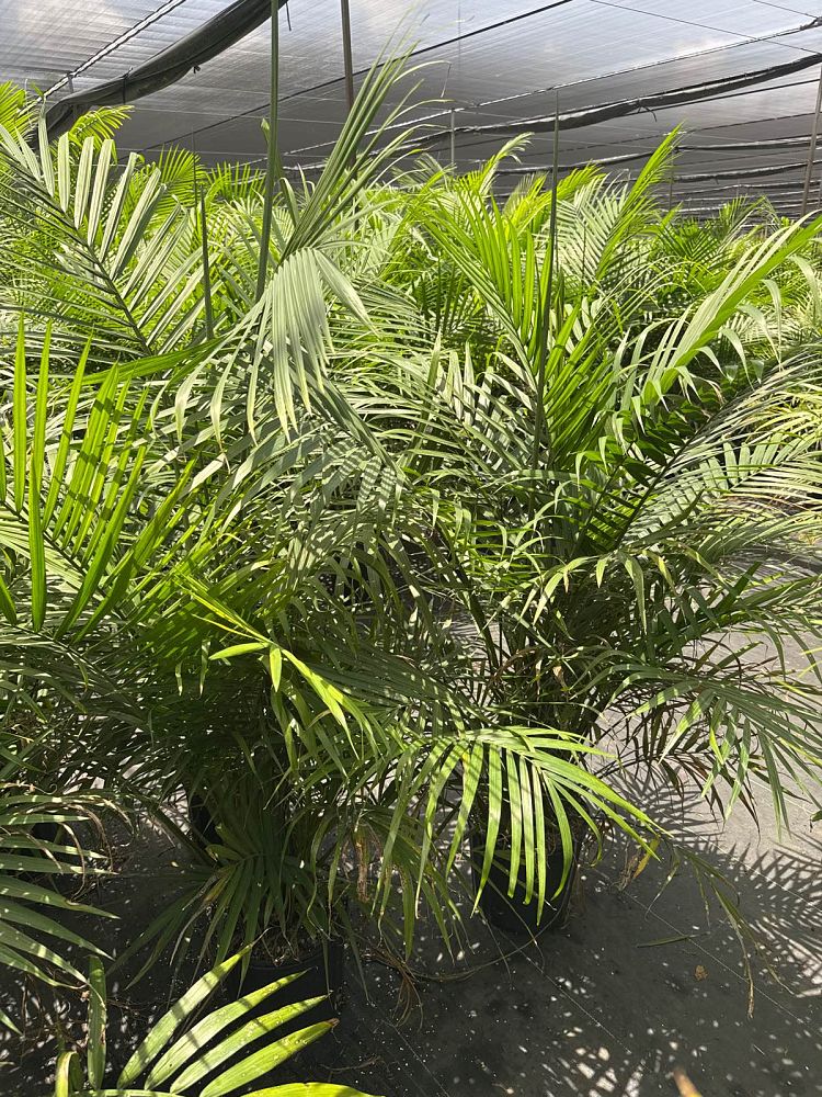 ravenea-rivularis-majesty-palm