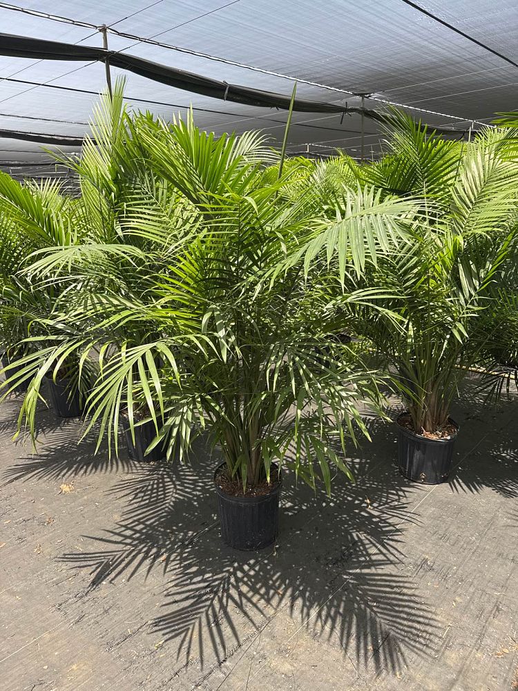 ravenea-rivularis-majesty-palm