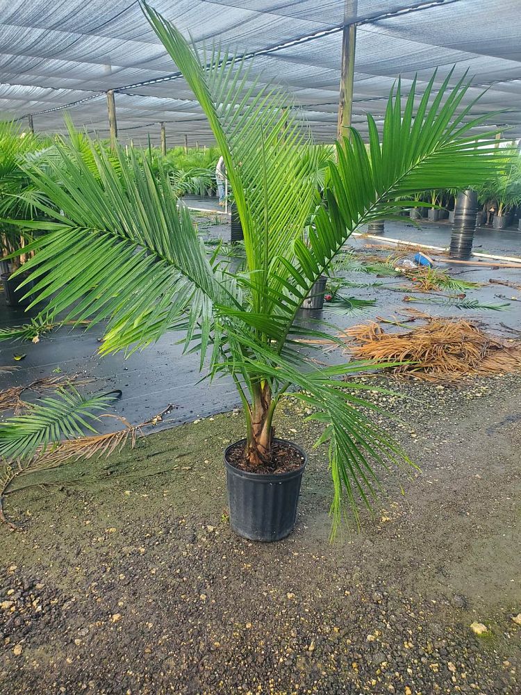 ravenea-rivularis-majesty-palm