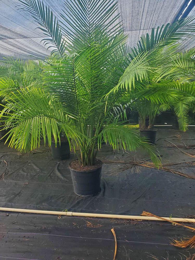 ravenea-rivularis-majesty-palm