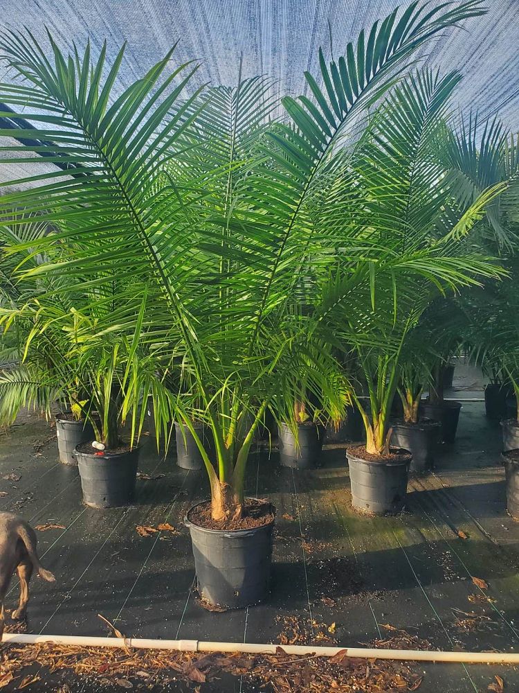 ravenea-rivularis-majesty-palm