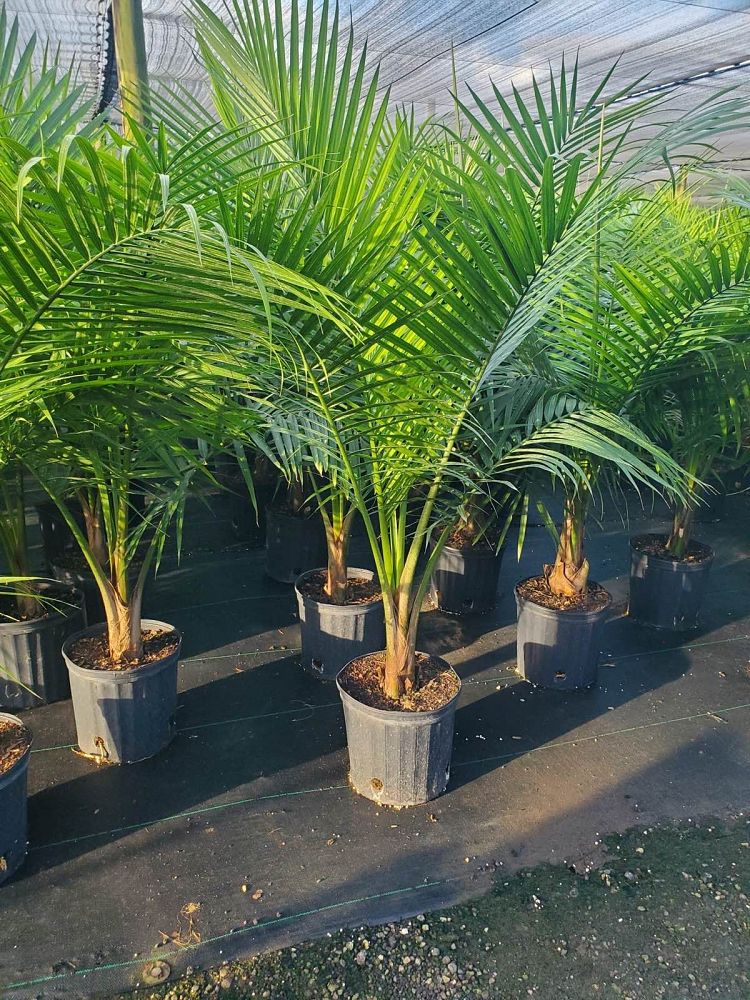 ravenea-rivularis-majesty-palm
