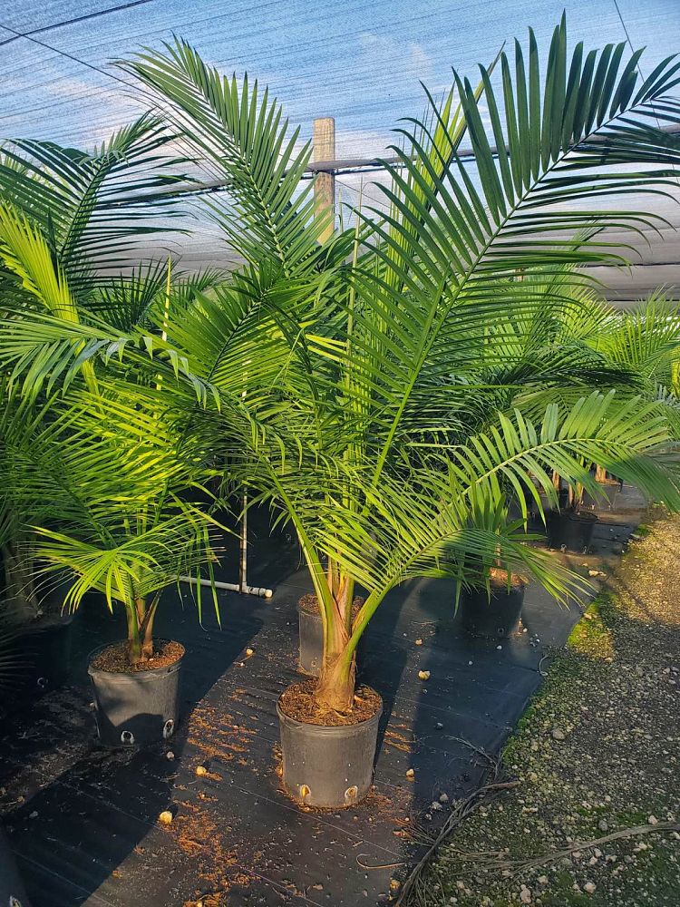 ravenea-rivularis-majesty-palm