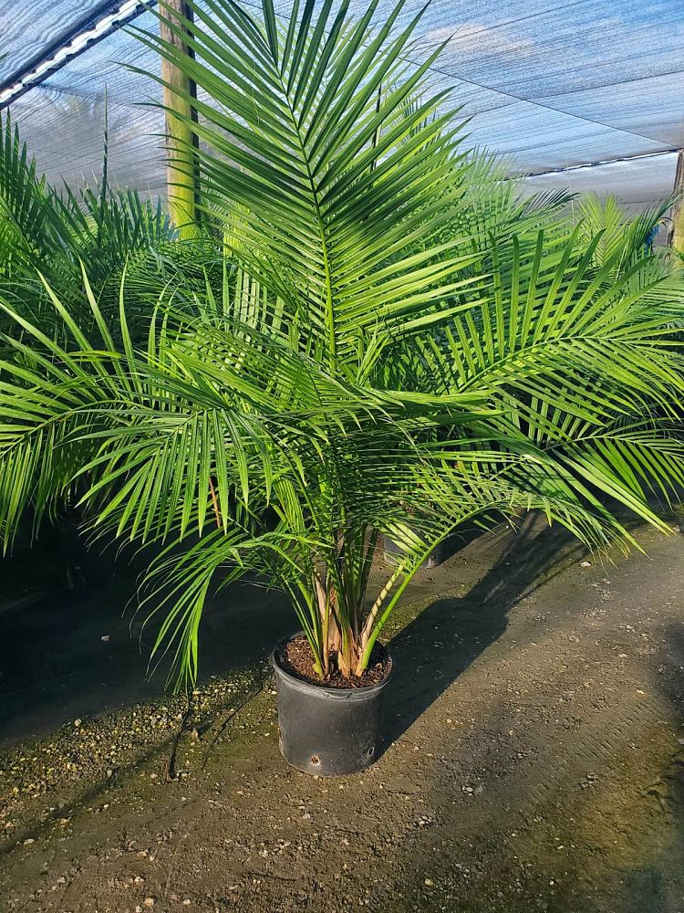 ravenea-rivularis-majesty-palm